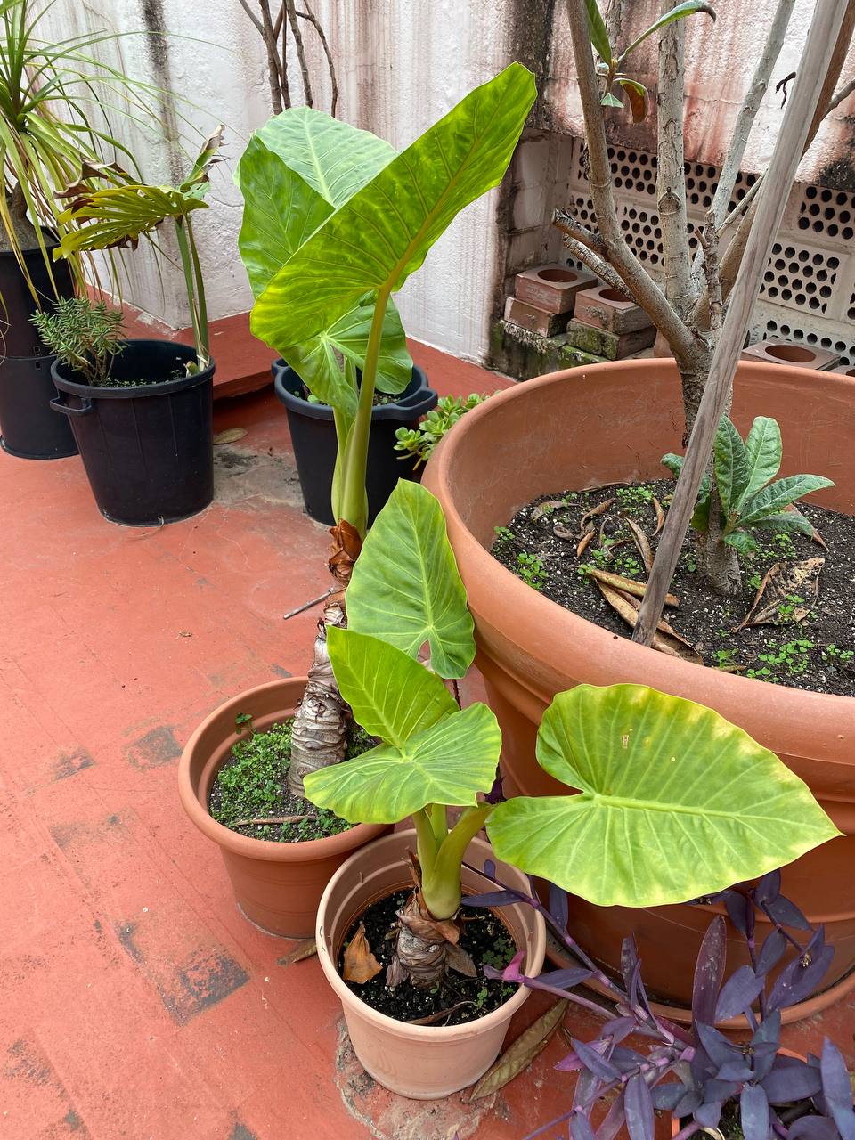 Alocasia